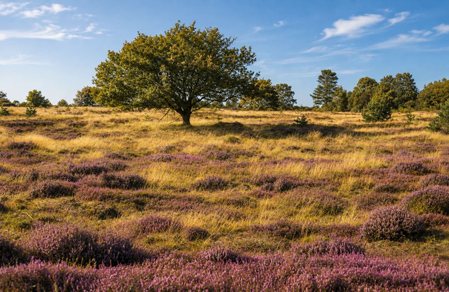 Heidelandschap met bloeiende paarse heide, geel gras en een losstaande eik.